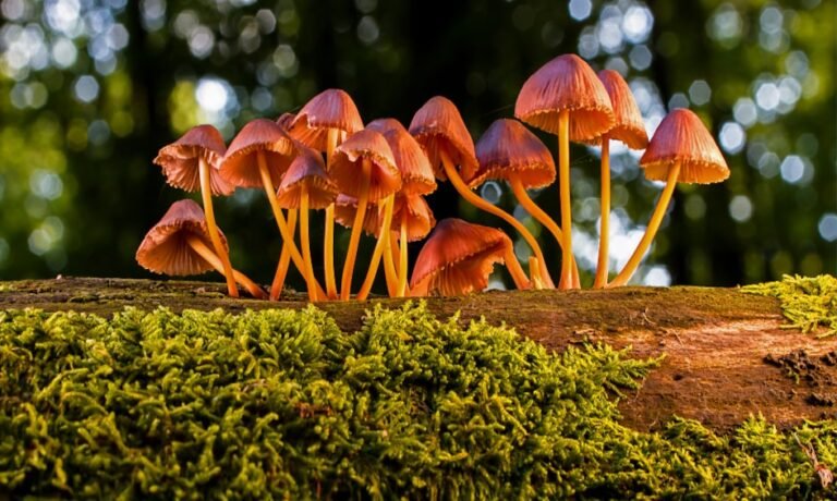 Mushrooms Are the New ‘It’ Ingredient