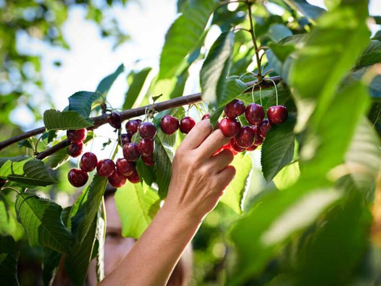 Cherries: 4 benefits of this delicious fruit